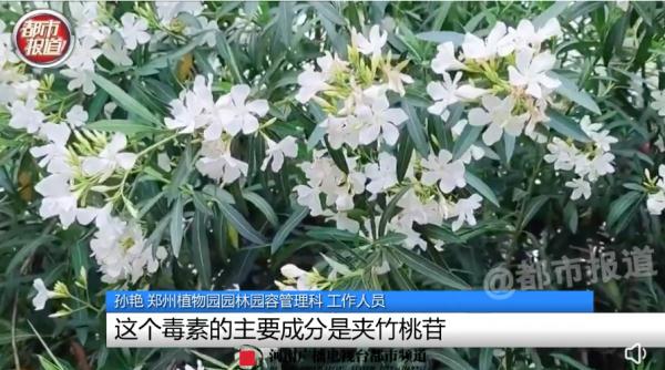 紧急提醒!这种植物有毒 网友:《甄嬛传》早有“科普” 紧急提醒!这种植物有毒 网友:《甄嬛传》早有“科普”