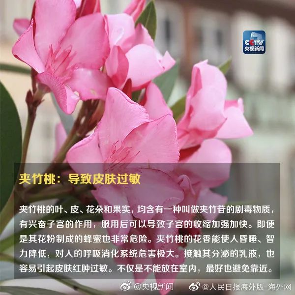 当心！女孩拍照后中毒，“元凶”竟是…很多人中招