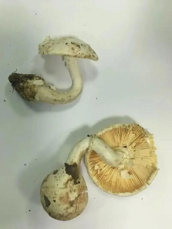 死亡率达20%！@宁波吃货们，这些野蘑菇千万别碰！
