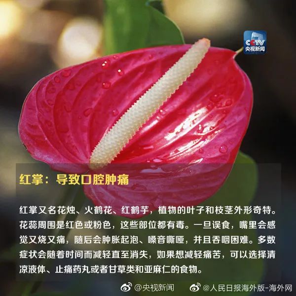 紧急提醒!这种植物有毒 网友:《甄嬛传》早有“科普” 紧急提醒!这种植物有毒 网友:《甄嬛传》早有“科普”