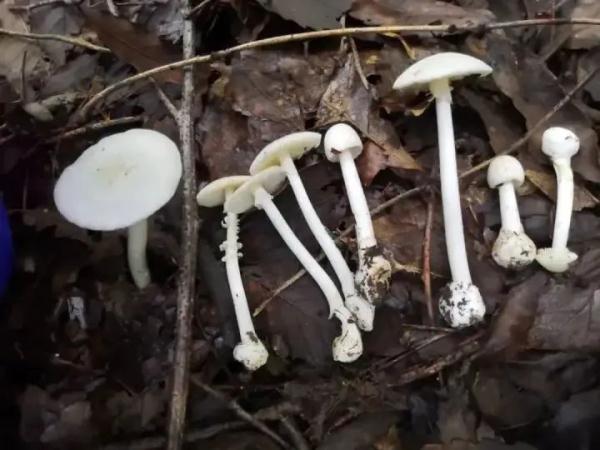 死亡率达20%！@宁波吃货们，这些野蘑菇千万别碰！