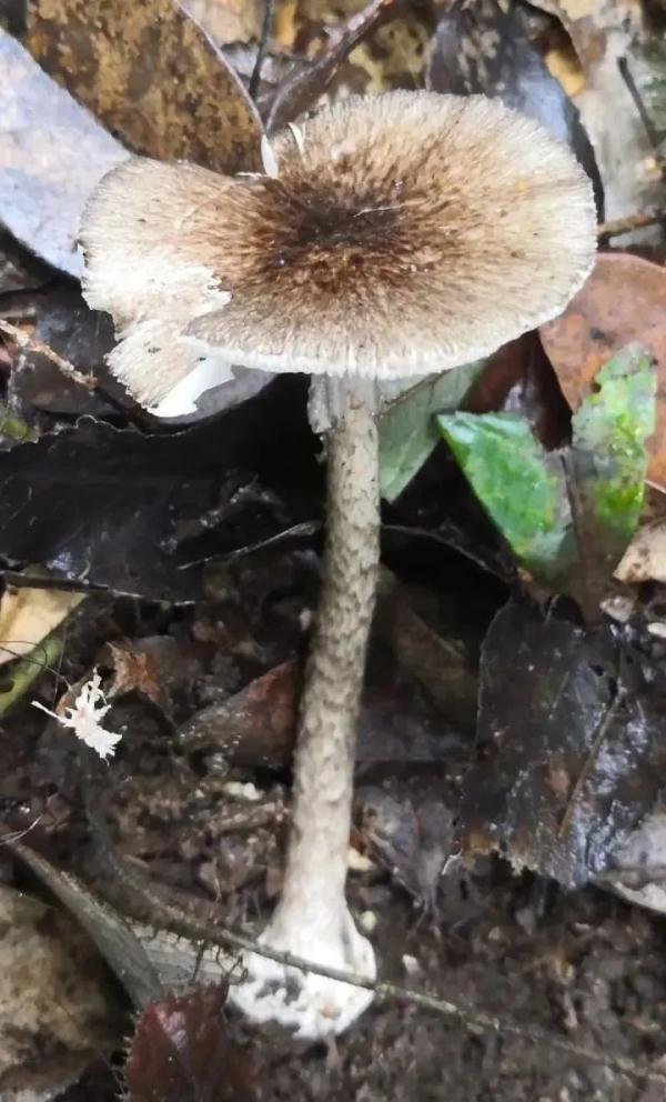 死亡率达20%！@宁波吃货们，这些野蘑菇千万别碰！