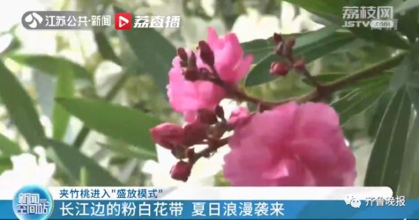 迷人的危险！女孩和这种花合照后中毒，街头随处可见