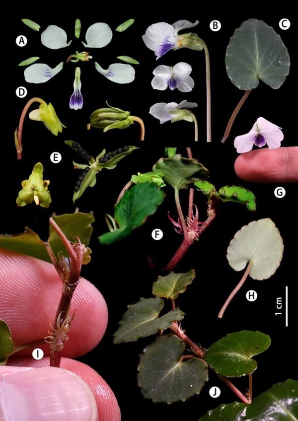 辰山植物园团队在我国西南喀斯特山地发现一堇菜属新种
