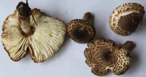 死亡率达20%！@宁波吃货们，这些野蘑菇千万别碰！