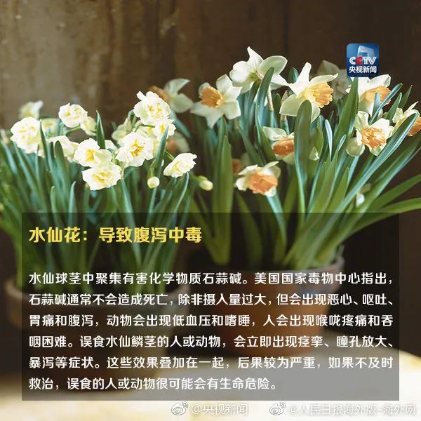 女孩含着它拍照后中毒！这种花深圳路边很常见…