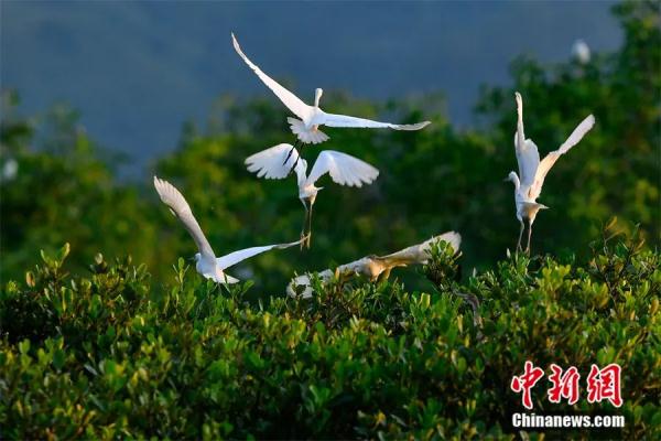 “蓝碳”是什么？有啥用？