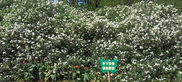 女孩拍照因含它中毒送医！合肥有很多...