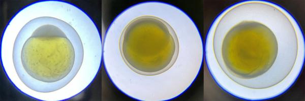 气候变暖影响鱼卵发育?江源科考中的鱼类胚胎发育实验告诉我们答案 气候变暖影响鱼卵发育?江源科考中的鱼类胚胎发育实验告诉我们答案