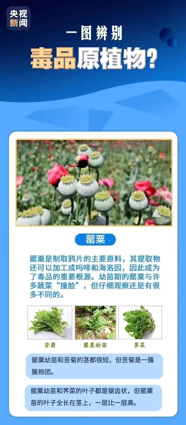 银川两名高中生看到小区的花后，立即报警！