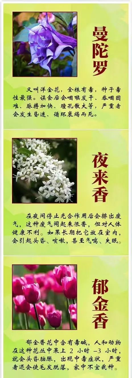 女孩含花拍照中毒，网友: 《甄嬛传》早有"科普"