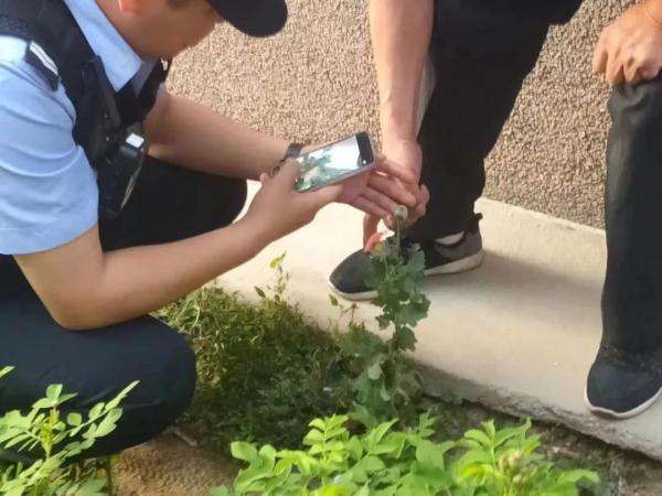 银川两名高中生看到小区的花后，立即报警！