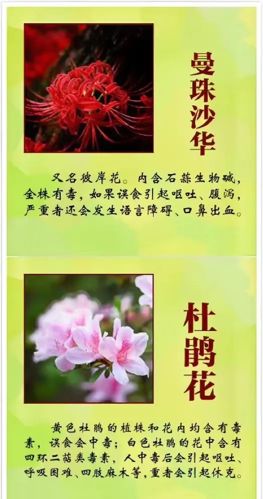 女孩含花拍照中毒，网友: 《甄嬛传》早有"科普"