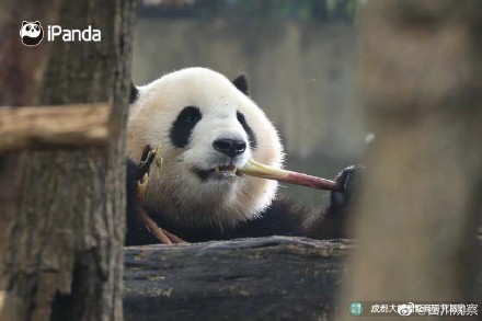 大熊猫像不像啃甘蔗的你