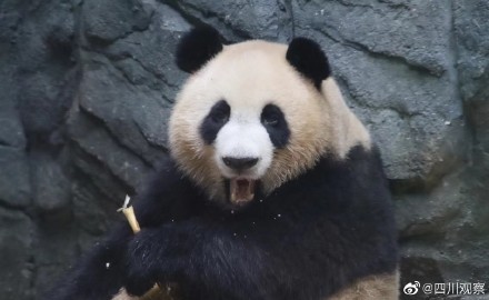 大熊猫像不像啃甘蔗的你