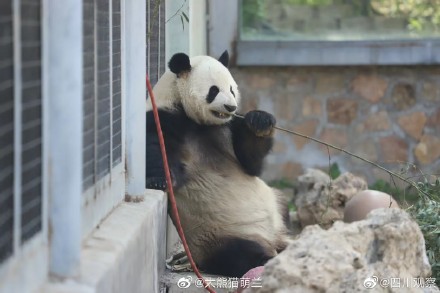 大熊猫像不像啃甘蔗的你