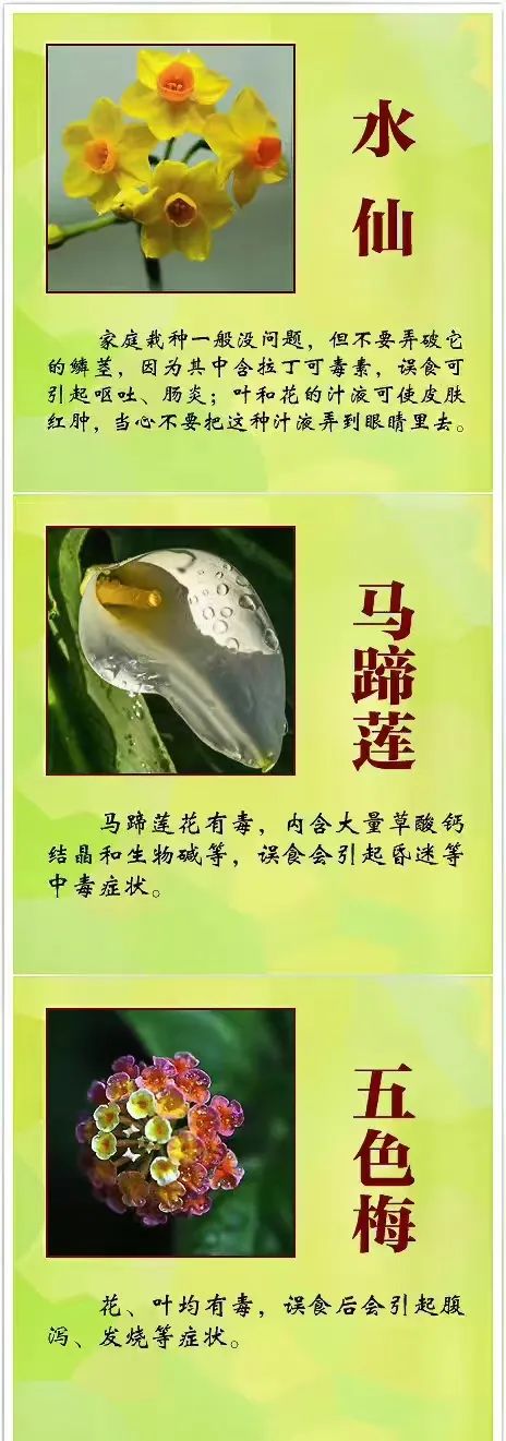 女孩含花拍照中毒，网友: 《甄嬛传》早有"科普"