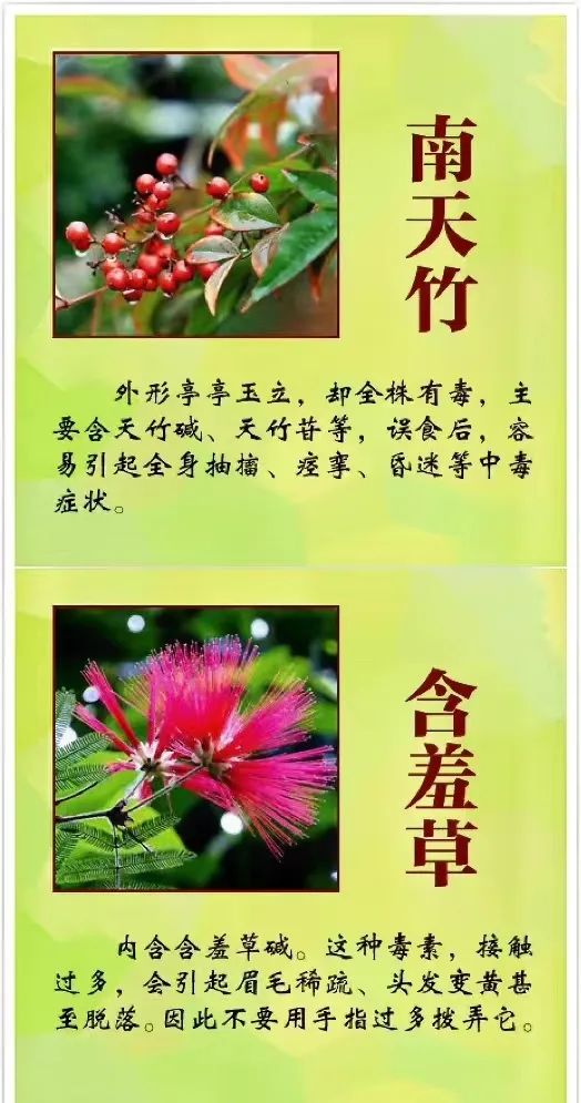 女孩含花拍照中毒，网友: 《甄嬛传》早有"科普"