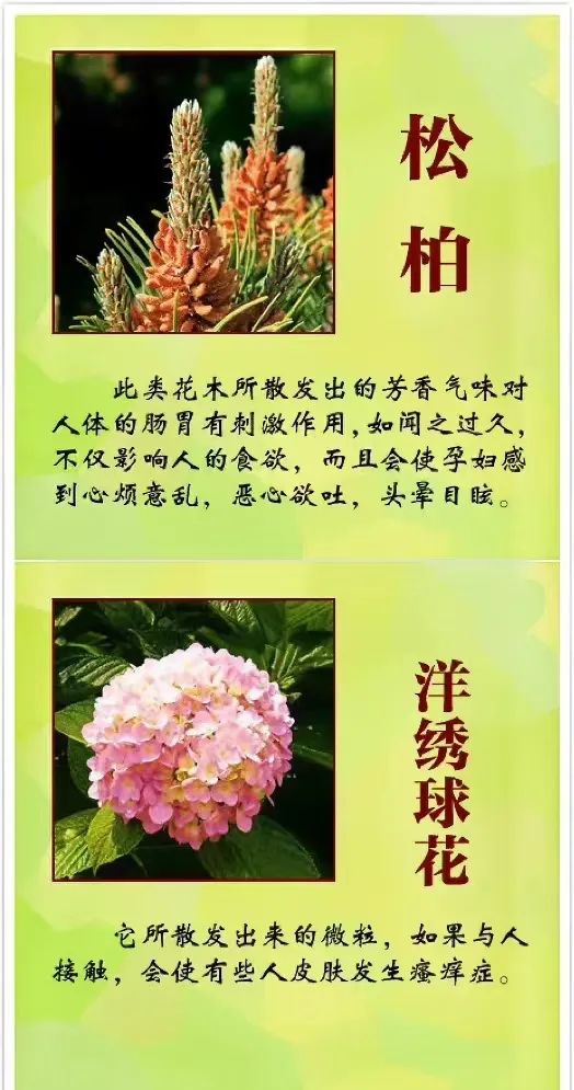 女孩含花拍照中毒，网友: 《甄嬛传》早有"科普"