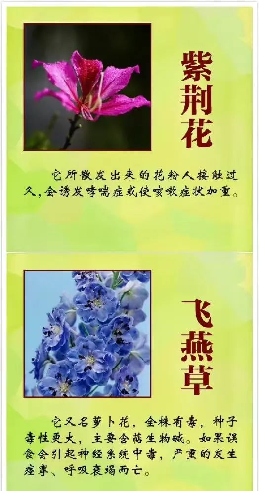 女孩含花拍照中毒，网友: 《甄嬛传》早有"科普"