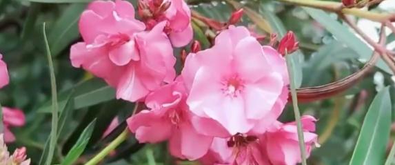 女孩含花拍照中毒，网友: 《甄嬛传》早有"科普"