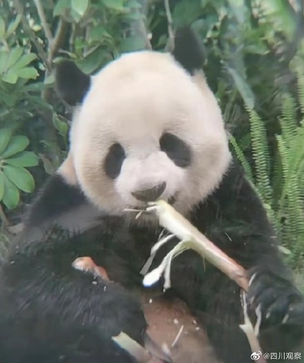 大熊猫像不像啃甘蔗的你