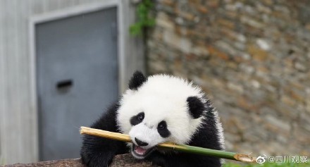 大熊猫像不像啃甘蔗的你