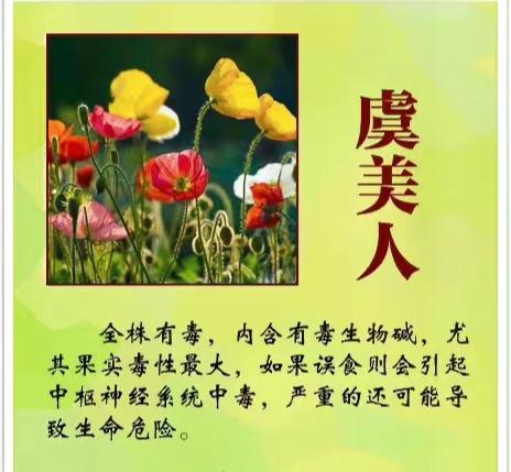 女孩含花拍照中毒，网友: 《甄嬛传》早有"科普"