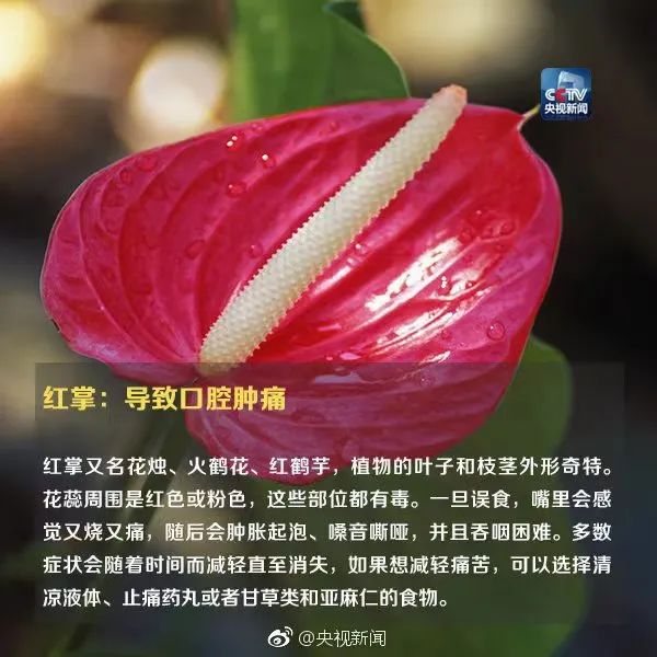 疾控最新提醒！这种常见花，有毒！