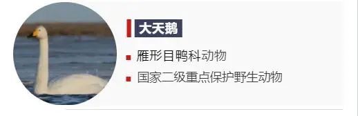 童话故事《丑小鸭》中的主角原来是它？