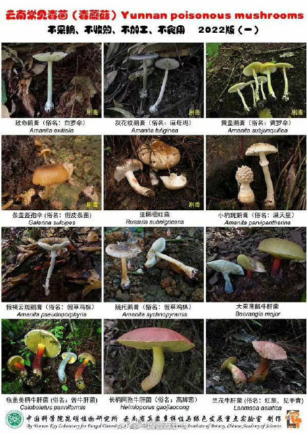 我国各地区常见毒蘑菇图谱，转发收藏