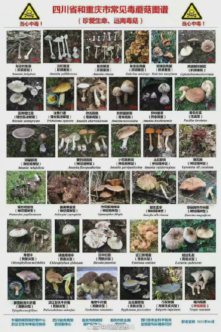 我国各地区常见毒蘑菇图谱，转发收藏