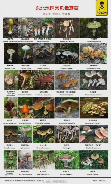 我国各地区常见毒蘑菇图谱，转发收藏