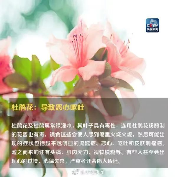 疾控最新提醒！这种常见花，有毒！