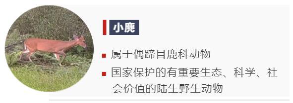 冷知识！这些隐藏在动物背后的“秘密”，你知道多少？