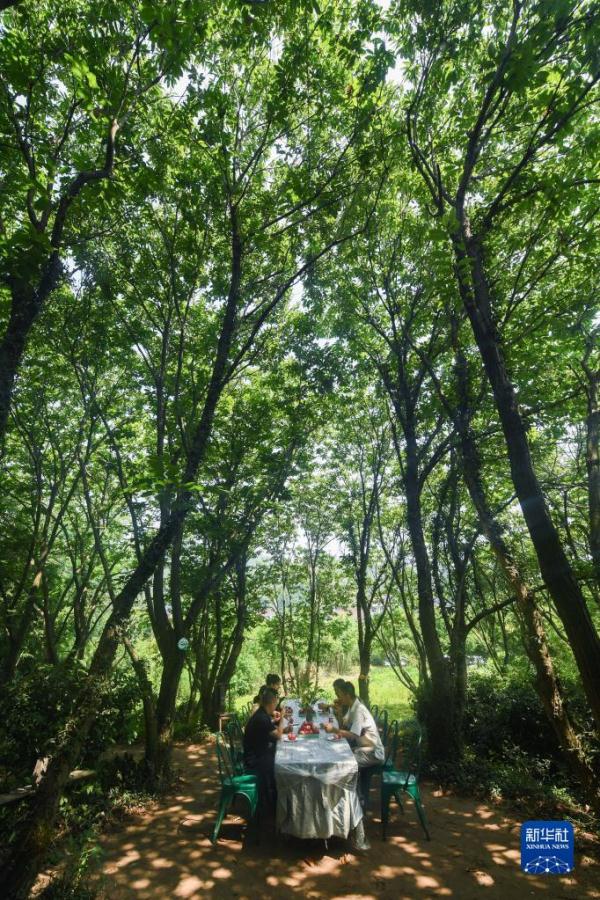 乡村桃文化节开启夏季乡村旅游季