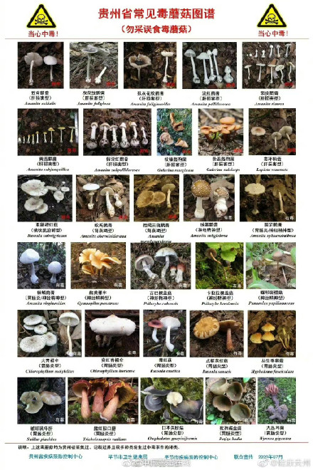 我国各地区常见毒蘑菇图谱，转发收藏