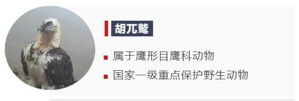 冷知识！这些隐藏在动物背后的“秘密”，你知道多少？
