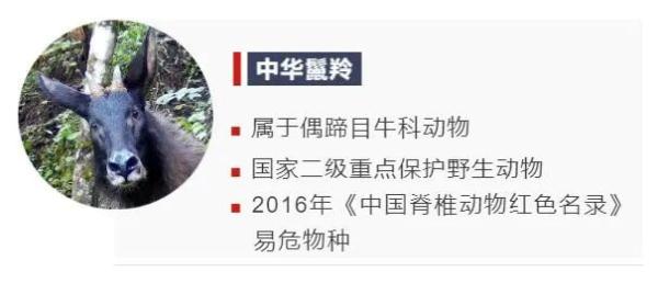 冷知识！这些隐藏在动物背后的“秘密”，你知道多少？