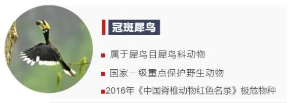 冷知识！这些隐藏在动物背后的“秘密”，你知道多少？