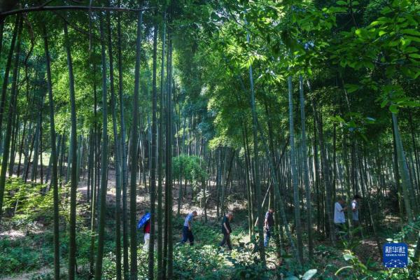 乡村桃文化节开启夏季乡村旅游季