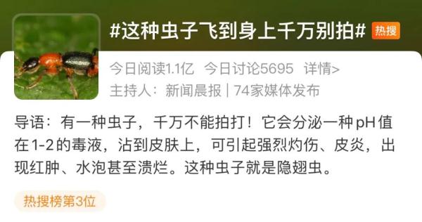 注意！这种虫子夏天很常见，千万别用手拍……