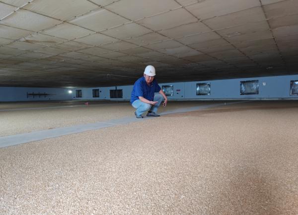 从地头到粮库，一粒小麦要经历哪些关卡？