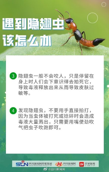 四川是隐翅虫的高发区 四川是隐翅虫的高发区