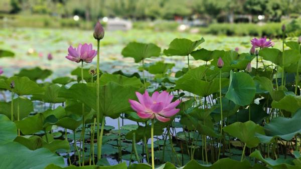 石家庄正定:古城荷塘入画来 石家庄正定:古城荷塘入画来