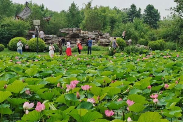 石家庄正定:古城荷塘入画来 石家庄正定:古城荷塘入画来