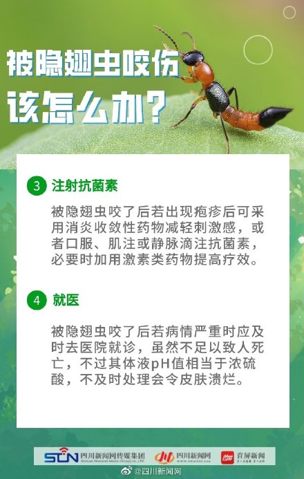 四川是隐翅虫的高发区 四川是隐翅虫的高发区