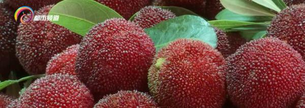 盐水浸泡后有小虫钻出来,这样的杨梅能吃吗? 盐水浸泡后有小虫钻出来,这样的杨梅能吃吗?