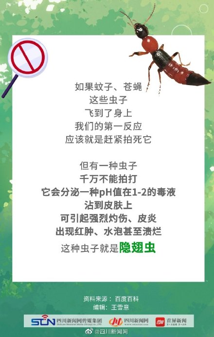 四川是隐翅虫的高发区 四川是隐翅虫的高发区