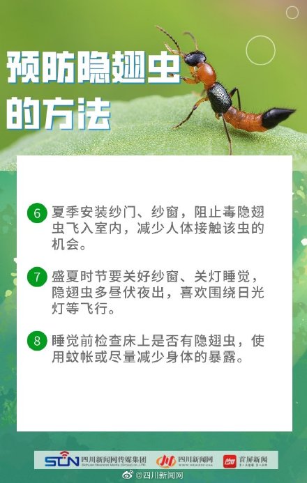 四川是隐翅虫的高发区 四川是隐翅虫的高发区
